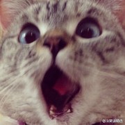 iCat