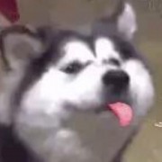 Astralisjam6