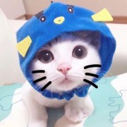 zbnn