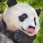 BiliBili树熊猫