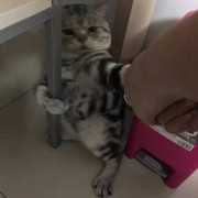 来救救胡桃