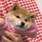 别打头了好吗i