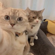 猫队