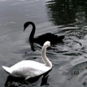 Donald7