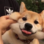 蹄狗白给
