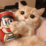 养猪的佩奇丶