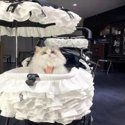 深情卢本伟