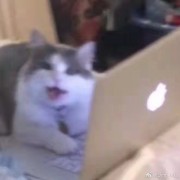 黑冬墙