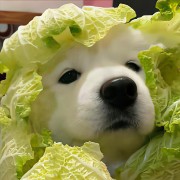 苏菲好轻好透气