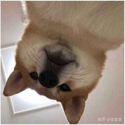 GiFi-