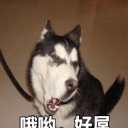 可楽加冰才有劲