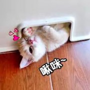 麻麻头