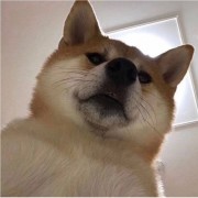 家有一头牛