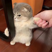 笨蛋胡桃