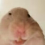 清朝小猫