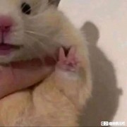 AMZ厂长
