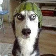 只和细狗互动