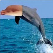 海豚没有头绪