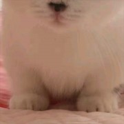 特空机Z