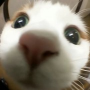 diaozz
