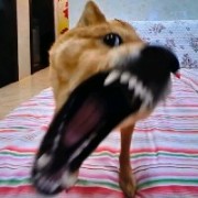 情之所钟9a