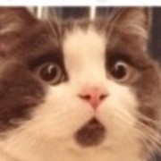 憨头猫