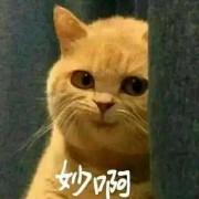 枫香树