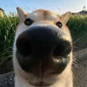 余鱼ll