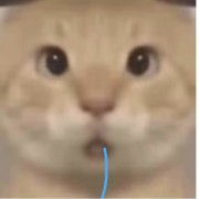 我是捷风大王QAQ