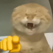 XD圆头耄耋