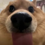迪奥李梅奥达斯