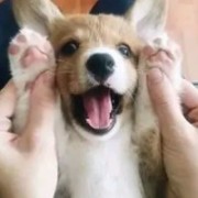 巴音布鲁克的狼