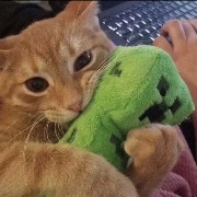DiscoKitten