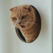 卷卷猫猫头突破手