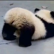 超级大能猫