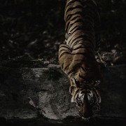 黄埔军校校长X