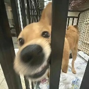 霸道腹黑龟少