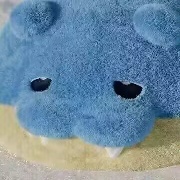 天才海豹球来噜