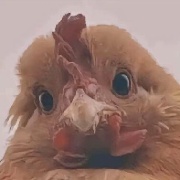 人间最美是清欢