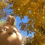 教练我想打突破