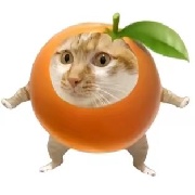 卖橘子的小橙猫
