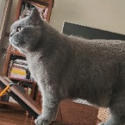 单纯的小男孩258369