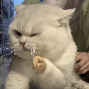 Ropz的后面我在呢