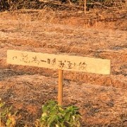 去马桶整点薯条