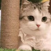 养只进口猫