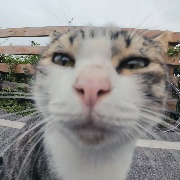 雪豹闭嘴别指挥-