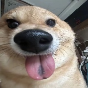 啊哈哈哈睡伙