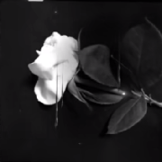 -Rose777-