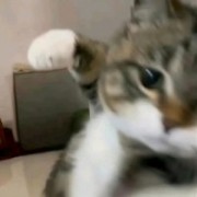 别看了我也不会