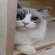不用鸟狙